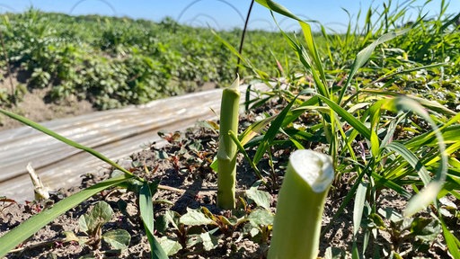 Auf einem Feld in Geldern-Walbeck stehen abgebrochene grüne Spargelstangen