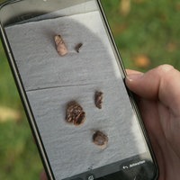 Auf einem Handy ist ein Foto von mit Schrauben präparierten Fleischködern zu sehen