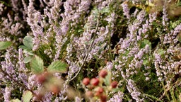 Besenheide in einem Naturschutzgebiet in Remscheid