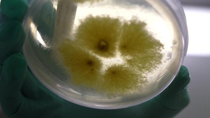 Petri-Schale mit gelbem Gewächs