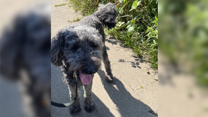 Hund mit blau-gräulichem Fell steht angeleint in der Sonne.