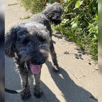 Hund mit blau-gräulichem Fell steht angeleint in der Sonne.