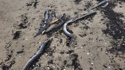 Tote Aale am Strandufer