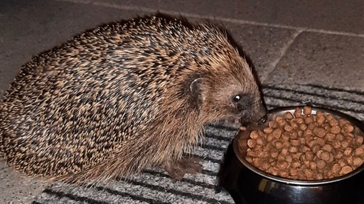 Immer mehr Igel brauchen Hilfe - so wie dieser. Er frisst Katzenfutter auf einer Terrasse.