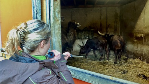 Tierärztin impft mit Blaserohr
