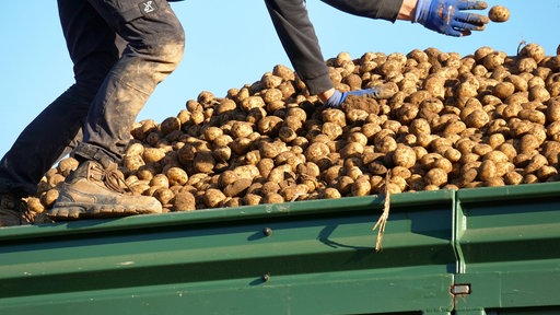 Eine Person steht auf einem mit Kartoffeln beladenen Anhänger  