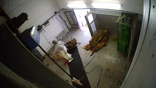 Mitarbeiter im Schlachthof Hürth schlachten Schafe, ohne sie richtig zu betäuben. 