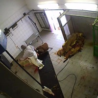Mitarbeiter im Schlachthof Hürth schlachten Schafe, ohne sie richtig zu betäuben. 