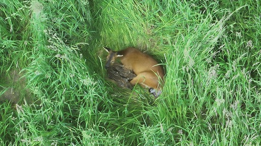 Rehitzke auf Feld in Korschenbroich