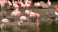 Zu sehen sind Flamingos.