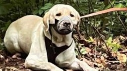 Auf dem Foto ist ein Labrador, der an einen Baum angebunden ist. Um seine Schnauze ist graues Panzertape.