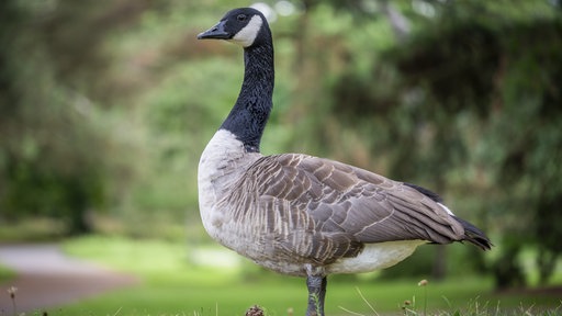 Symbolfoto: Eine Gans auf einer Wiese
