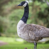 Symbolfoto: Eine Gans auf einer Wiese