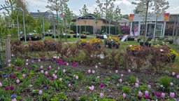 mehrere Blumenbeete und im Hintergrund verschiedene Baumarten vor Pavillons