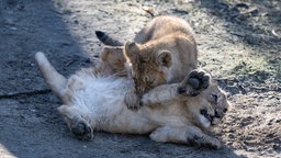 Zwei Löwenbabys balgen auf dem Boden im Kölner Zoo