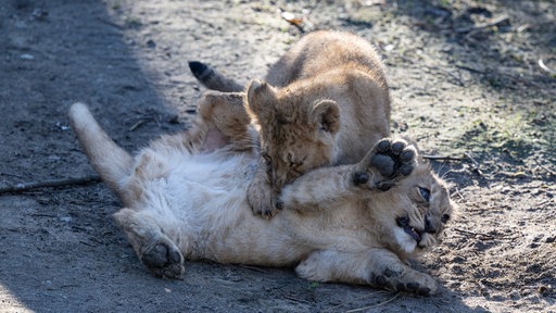 Zwei Löwenbabys balgen auf dem Boden im Kölner Zoo