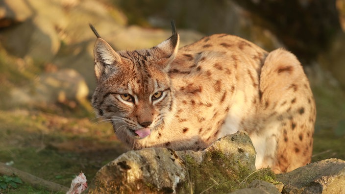 Karpatenluchs