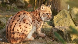 Karpatenluchs