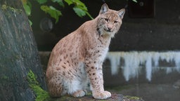 Karpatenluchs