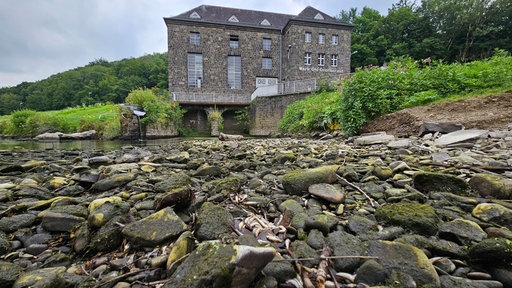 Zahlreiche tote Fische im Flussbett der Agger