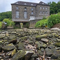 Zahlreiche tote Fische im Flussbett der Agger