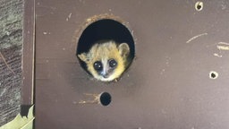 Kleiner Primat schaut durch Loch in einer Holzbox