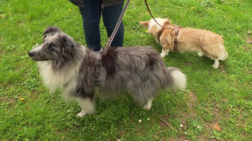 Zwei Hunde spielen gerade auf einer grünen Wiese. Der graue ist Esco, der einen lebensgefährlichen Köder gefressen hat.