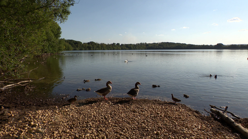 Neffelsee bei Euskirchen liegt still da und ein paar Enten schwimmen darin.