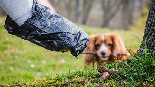 Hundekot wird mit einem Hundekotbeutel aufgesammelt