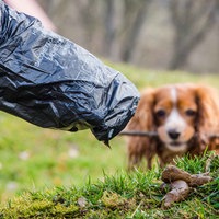 Hundekot wird mit einem Hundekotbeutel aufgesammelt