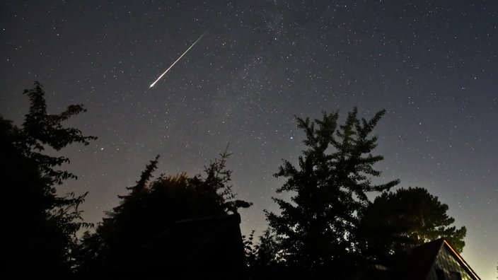 Ein Wald über dem sternenklare Nacht ist, eine Sternschnuppe ist zu sehen