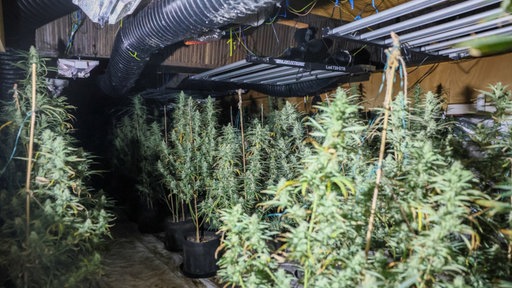Cannabisplantage in Halle