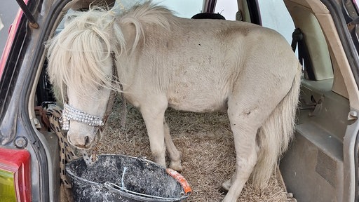 Offener Kofferraum eines Kleinwagens. In diesem steht ein Pony
