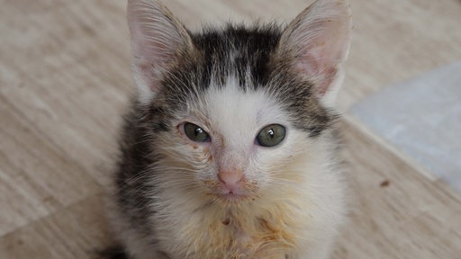 Eine junge Katze guckt in die Kamera