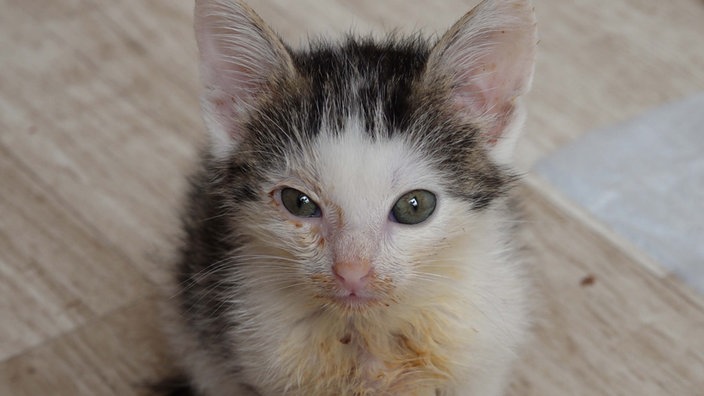 Eine junge Katze guckt in die Kamera