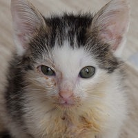 Eine junge Katze guckt in die Kamera