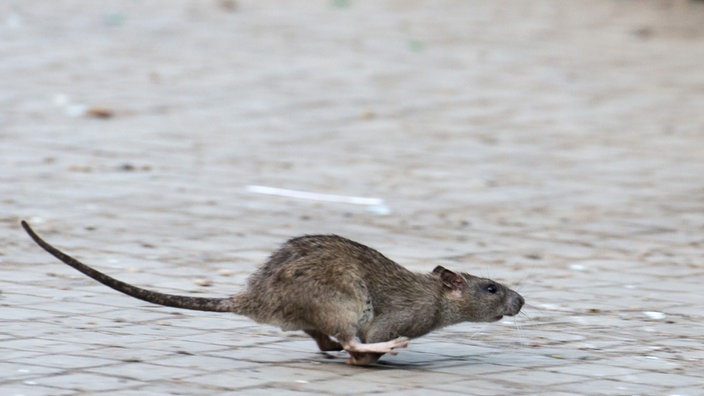 ratte, läuft, straße, plage