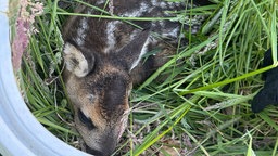Rehkitz im gras