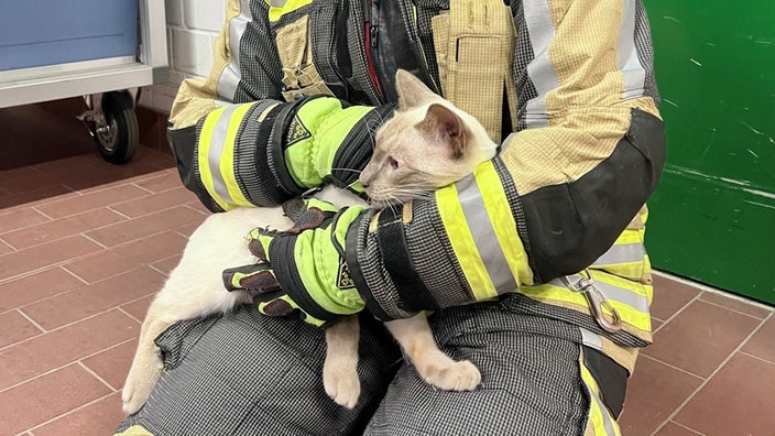 Kater Carlo im Schoß eines Feuerwehrmannes