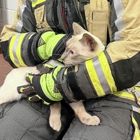 Kater Carlo im Schoß eines Feuerwehrmannes