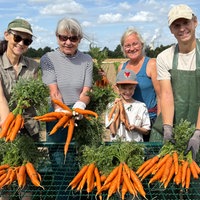 Mitglieder der solidarischen Landwirtschaft stehen vor einem Tisch, auf dem von ihnen geerntete Möhren liegen.