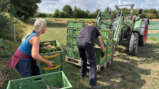 Tanja Schlote trägt die Gemüsekisten auf den Traktor, um sie ins Kühlhaus zu transportieren.