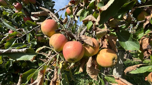 Nahaufnahme von 5 Äpfeln, die am Baum hängen