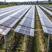 Photovoltaik-Platten sind auf einem Gestell über Pflanzen aufgebaut