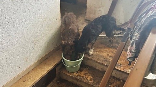 Zwei Hunde trinken aus einem Eimer der auf den obersten Stufen einer Treppe in einem Haus steht. 