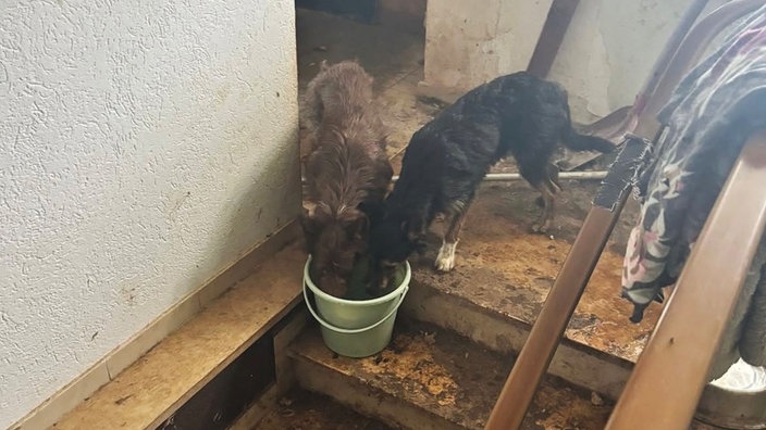 Zwei Hunde trinken aus einem Eimer der auf den obersten Stufen einer Treppe in einem Haus steht. 