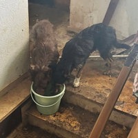 Zwei Hunde trinken aus einem Eimer der auf den obersten Stufen einer Treppe in einem Haus steht. 