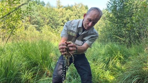 Ein Mann steht in der Natur und hält ein Stück Moor in seinen Händen und wringt es aus, Wasser tropft dabei heraus.
