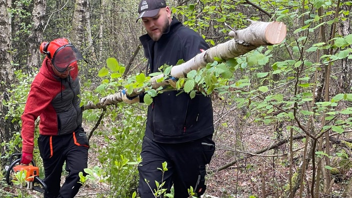 Zwei Männer tragen einen geschlagenen Maibaum durch den Wald