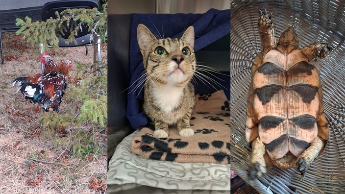 Eine Collage aus drei Bildern. Links sind zwei Hähne, in der Mitte eine Katze und rechts eine Schildkröte, die auf dem Rücken liegt.
